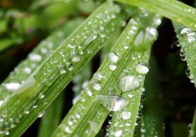 北区 梅雨前 剪定
