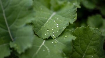 北区 庭木 剪定 梅雨前