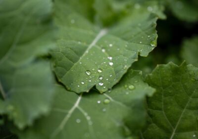 北区 庭木 剪定 梅雨前