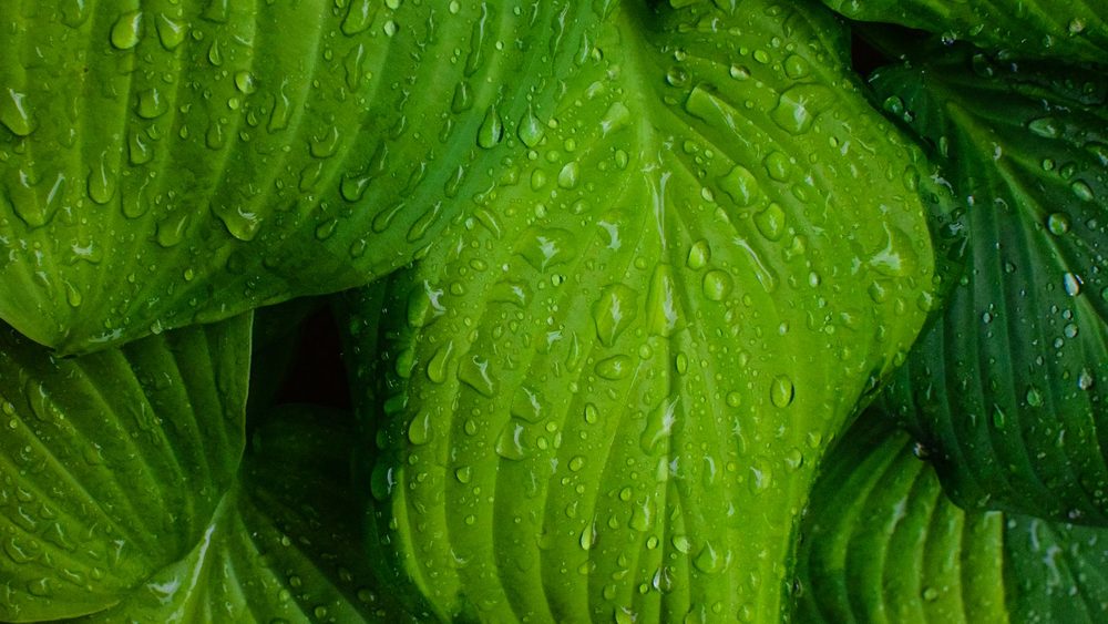 北区 庭木 剪定 梅雨前