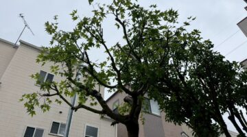 埼玉県江戸川区 紅葉の剪定 作業前