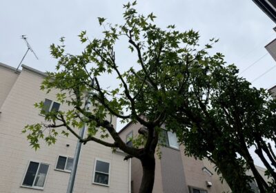 埼玉県江戸川区 紅葉の剪定 作業前