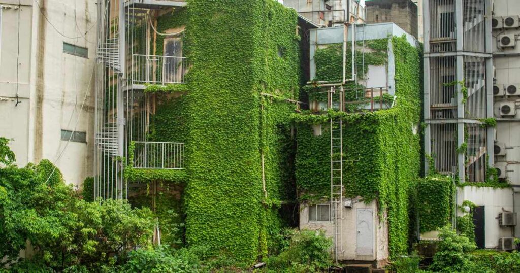 川口市 草刈り 蚊対策