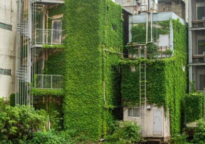 川口市 草刈り 蚊対策