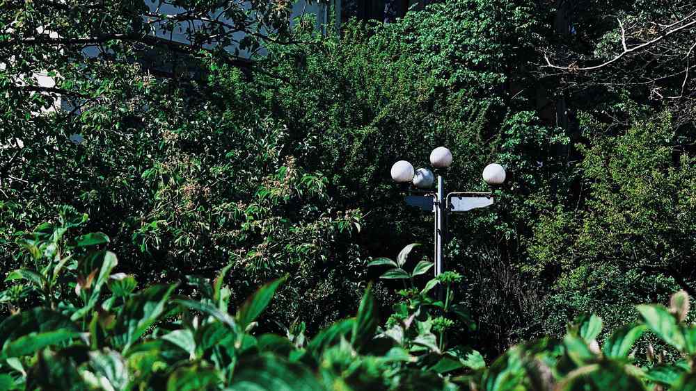 川口市 草刈り 蚊対策