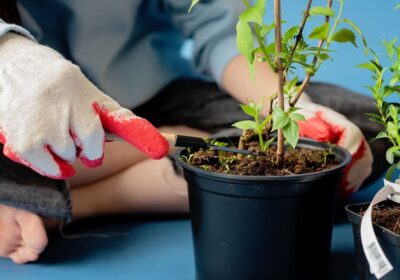 庭 蚊対策 草刈り