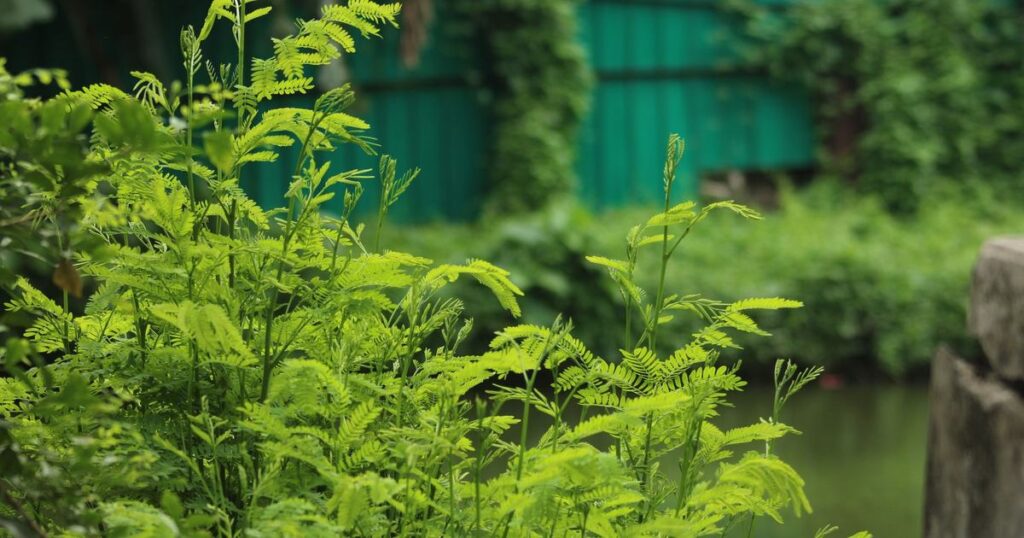 川口市 蚊対策 草刈り
