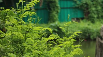 川口市 蚊対策 草刈り