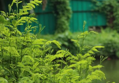 川口市 蚊対策 草刈り