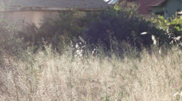 川口市 草刈り 蚊対策
