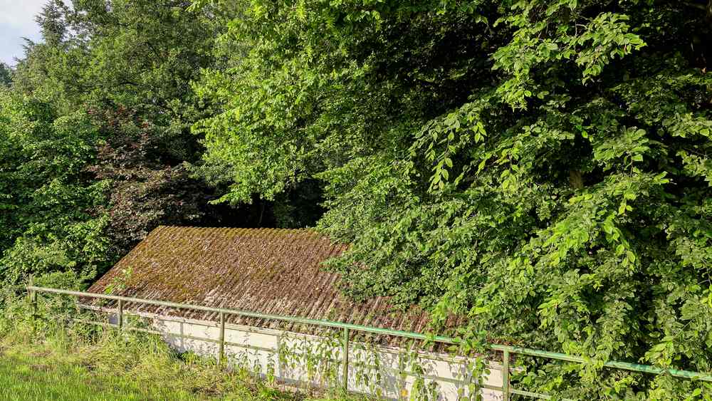 川口市 草刈り 蚊対策