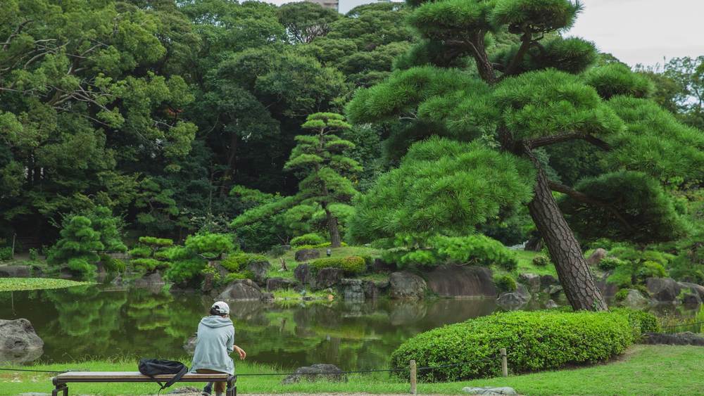 川口市 カイヅカイブキ 剪定