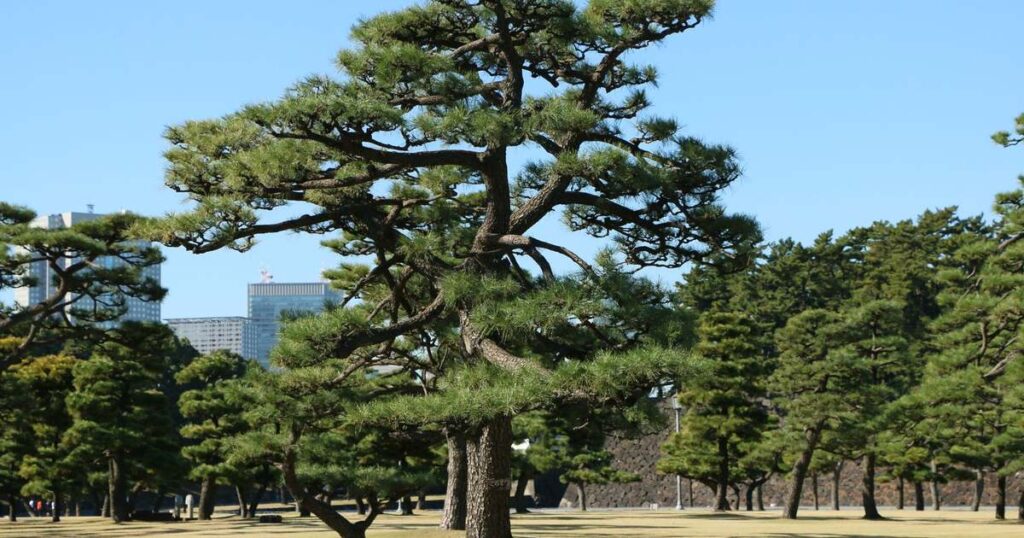 川口市 松 剪定