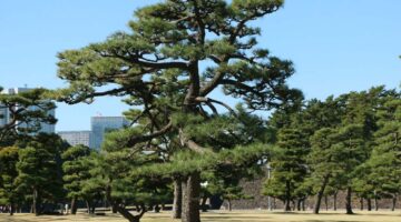 川口市 松 剪定