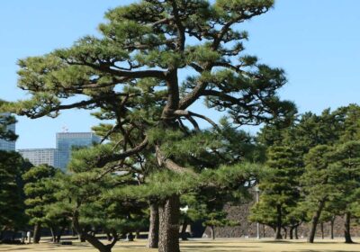 川口市 松 剪定
