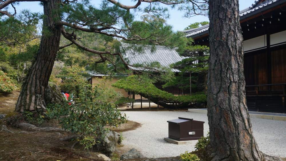 川口市 松 剪定