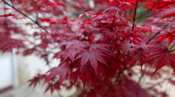 川口市 モミジ 剪定