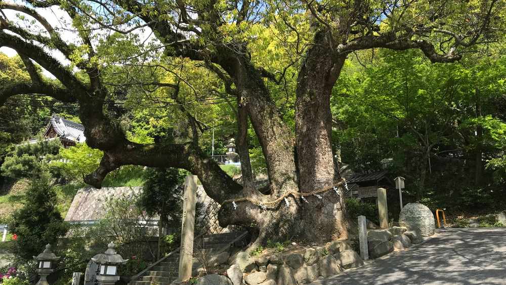 川口市 ケヤキ 剪定