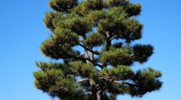 川口市 モッコク 剪定