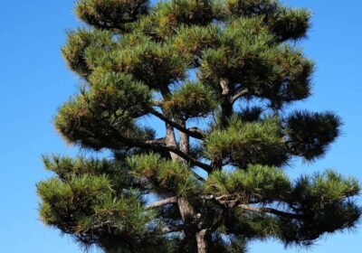 川口市 モッコク 剪定