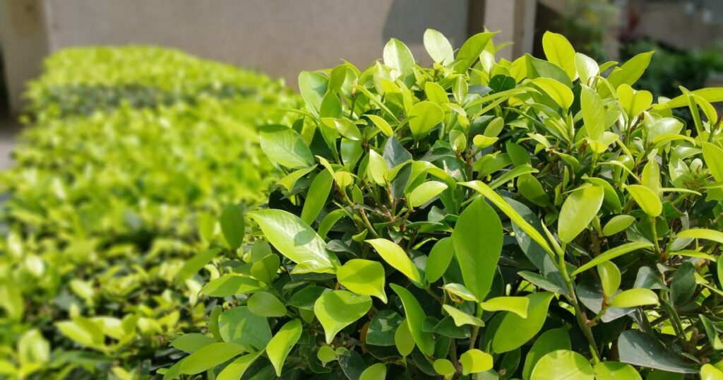 川口市 剪定 時期