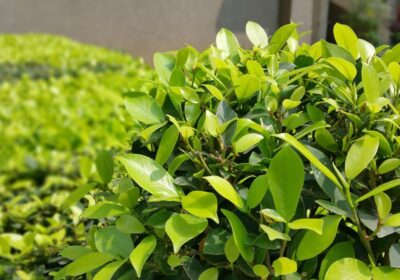 川口市 剪定 時期