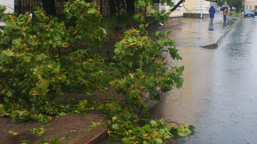 台風 倒木 撤去 費用