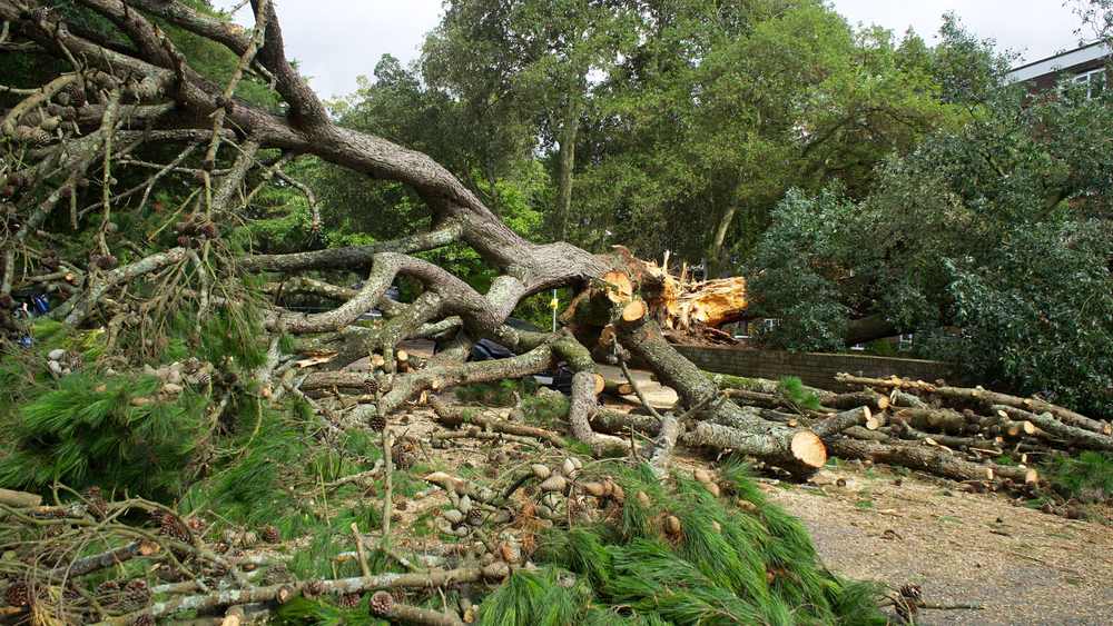 台風 倒木 撤去 費用