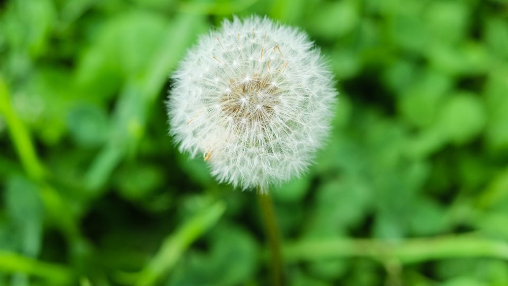 雑草 種類 見分け方 駆除