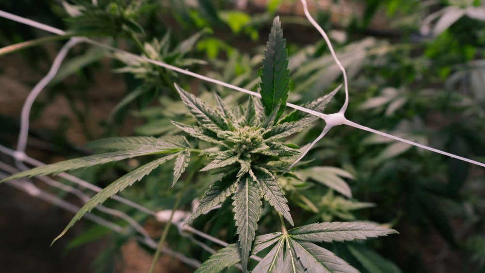 雑草 種類 見分け方 駆除