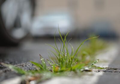 除草剤 種類 違い 選び方