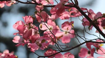 川口市 ハナミズキ 剪定