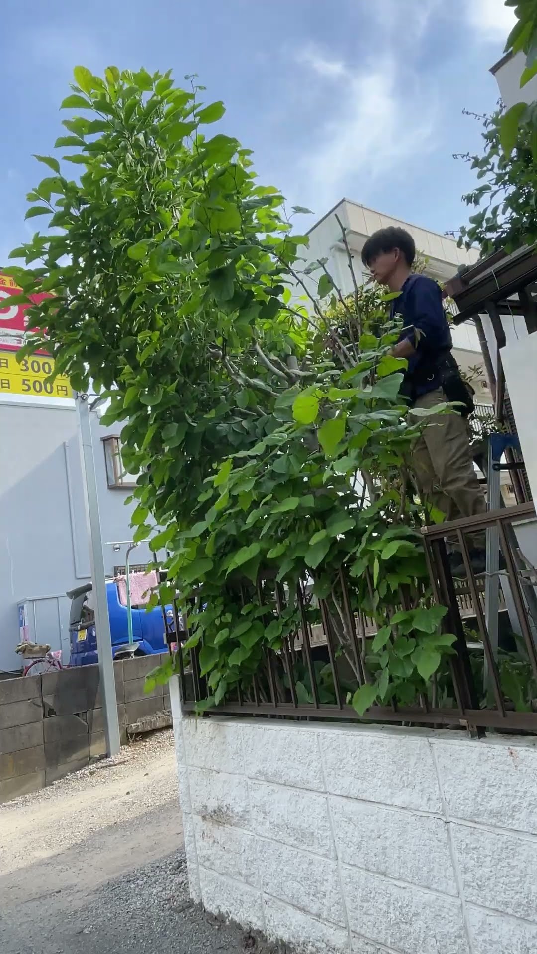 3mの庭木を根元から伐採する作業