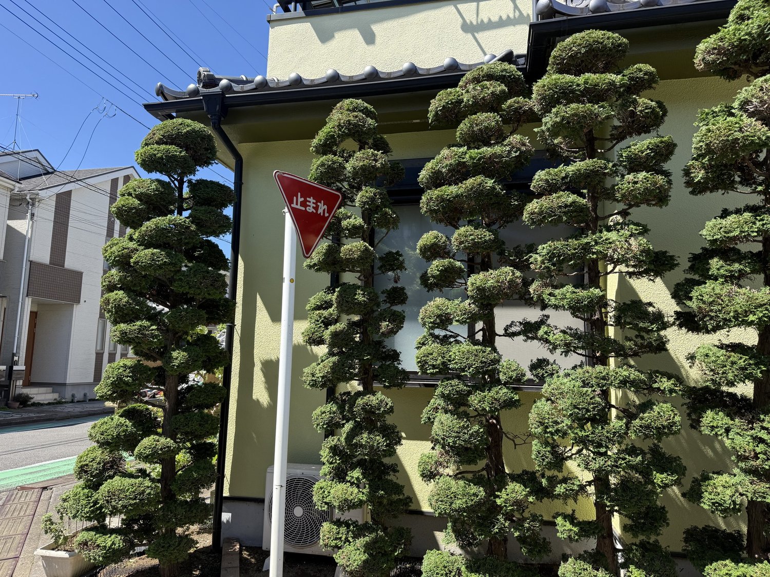 埼玉県蕨市 チャボヒバの剪定 - 作業後