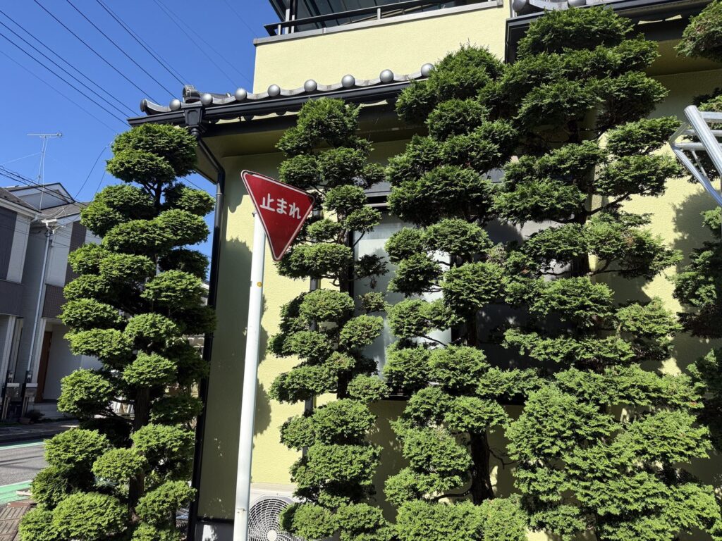 埼玉県蕨市 チャボヒバの剪定 作業前