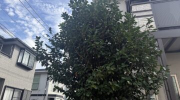 埼玉県蕨市 椿の剪定 作業前