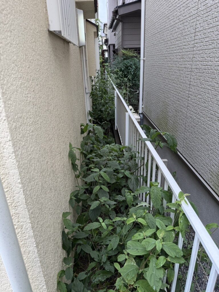 埼玉県川口市 草むしり 作業前