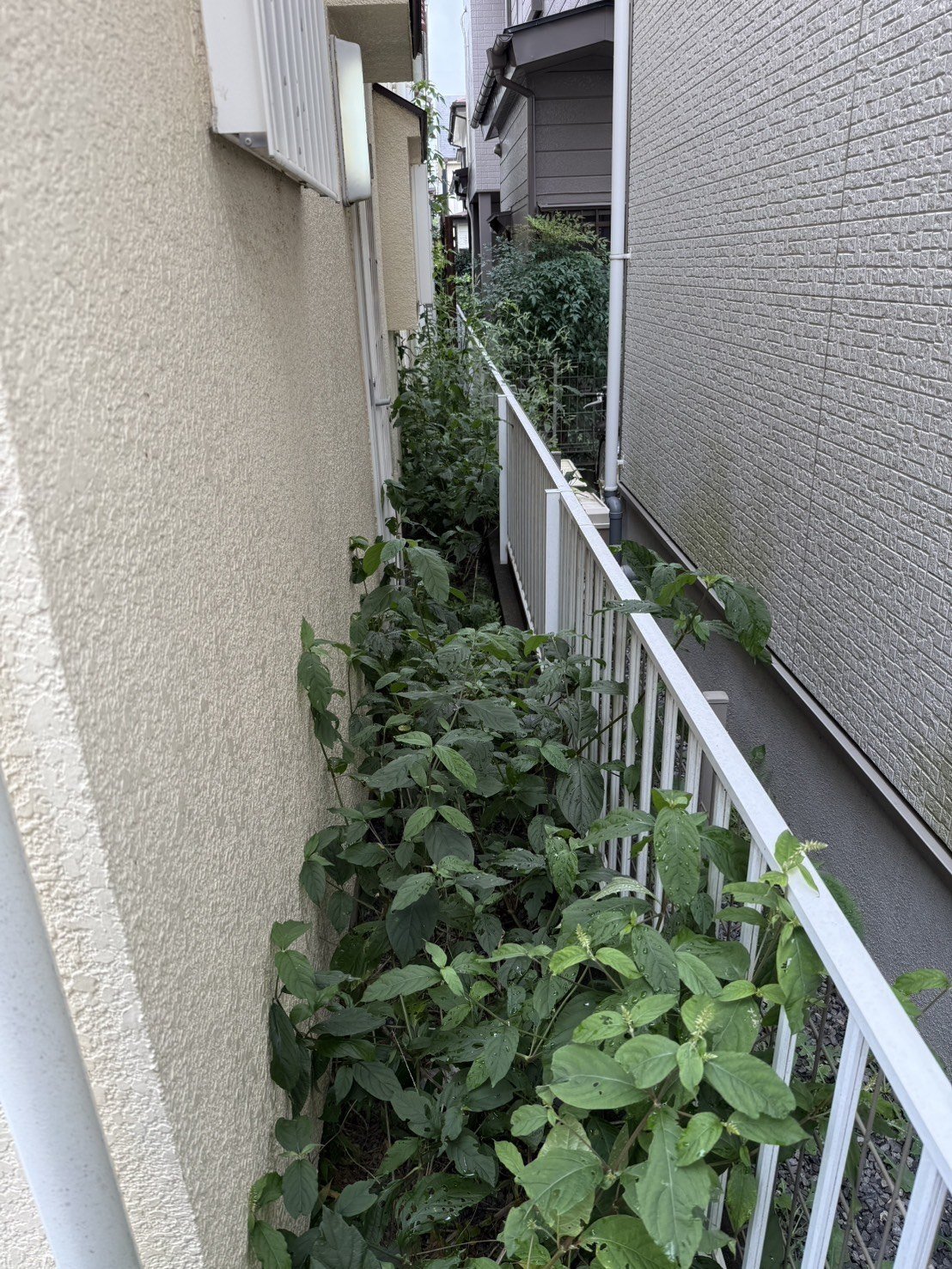 埼玉県川口市 草むしり - 作業前