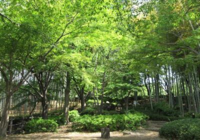 川口市・戸塚中台公園の風景