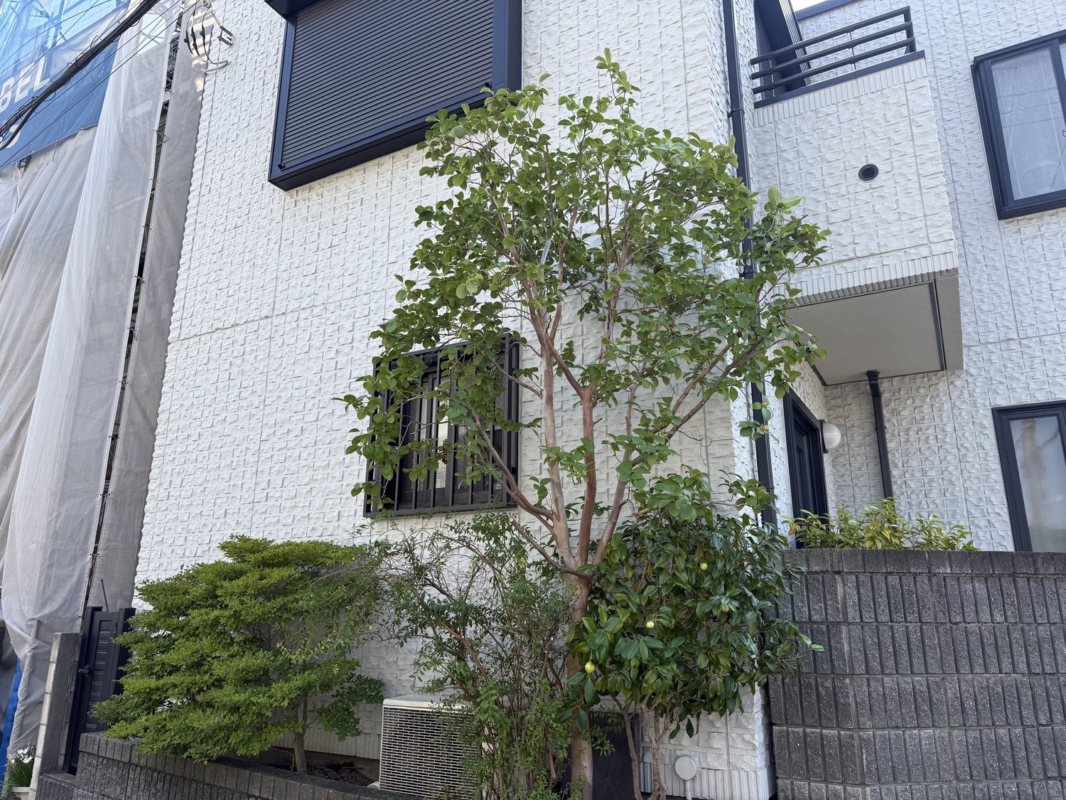 富士見市 シャラ・椿の剪定 作業後