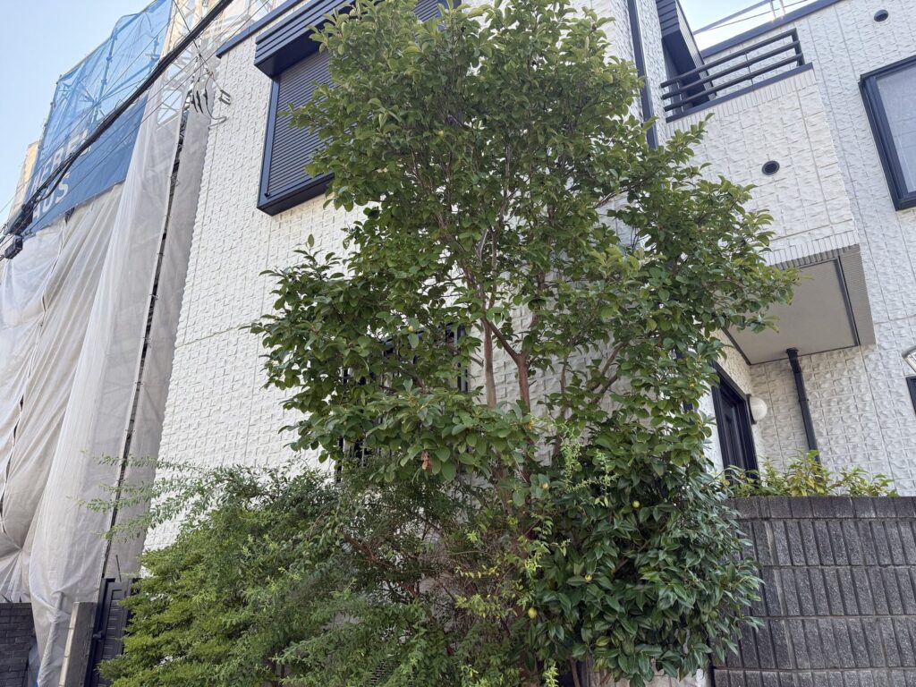 埼玉県富士見市 シャラ・椿の剪定 作業前