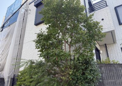 埼玉県富士見市 シャラ・椿の剪定 作業前