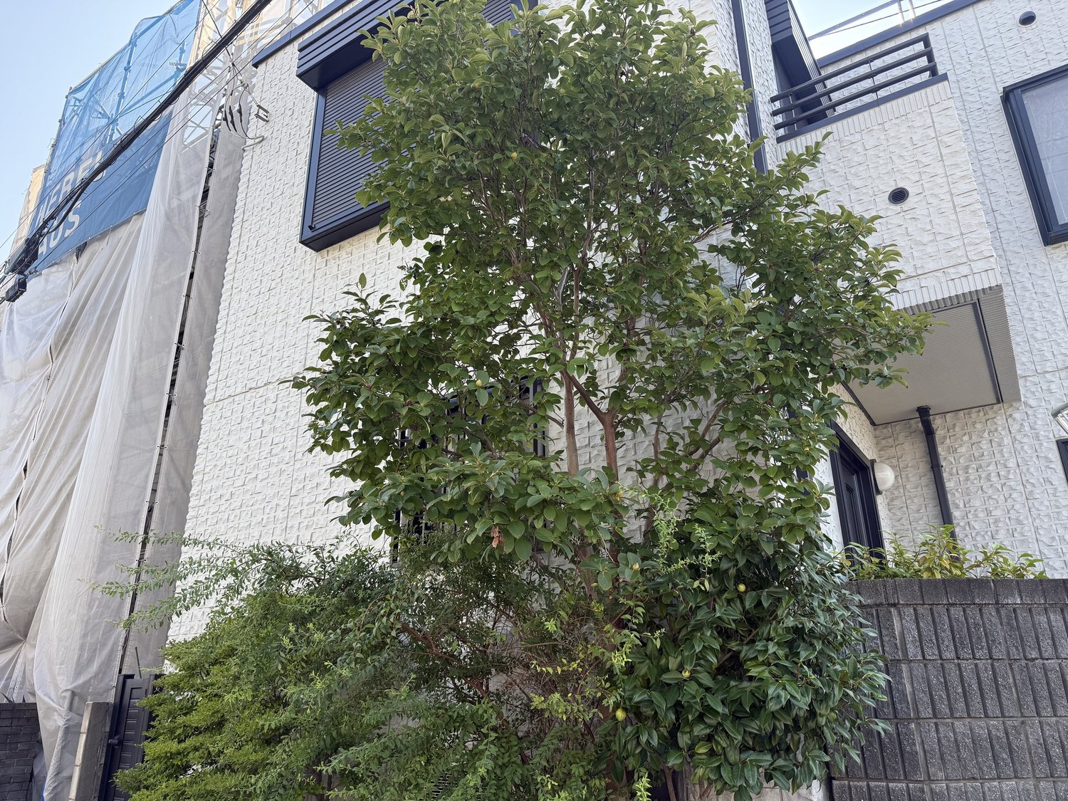 富士見市 シャラ・椿の剪定 作業前
