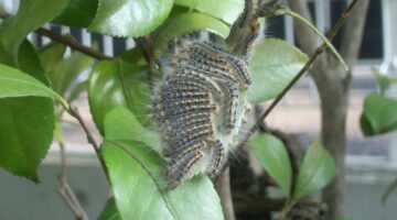 チャドクガの幼虫