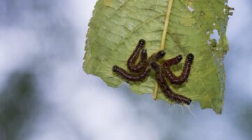モンクロシャチホコの幼虫