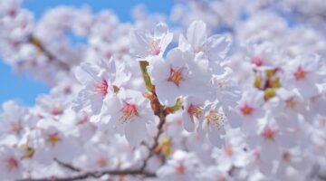 桜の木