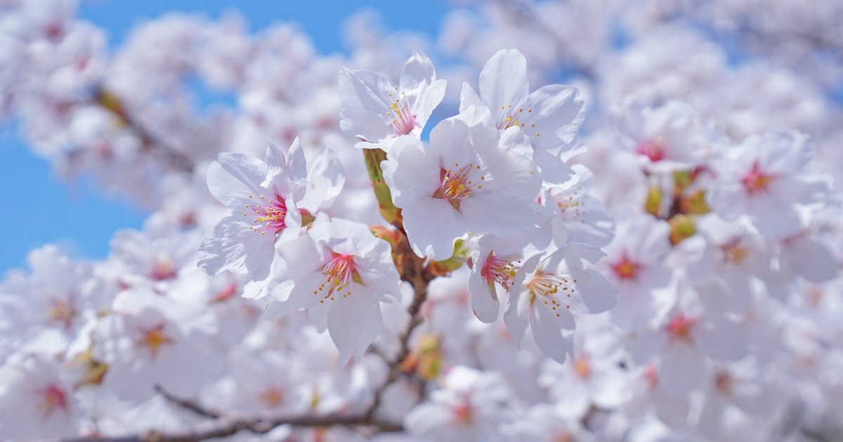 桜の木