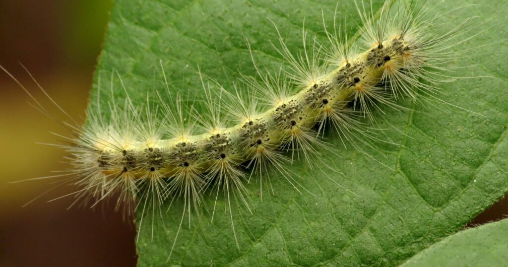 アメリカシロヒトリの幼虫