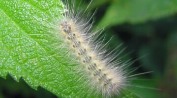 アメリカシロヒトリの幼虫