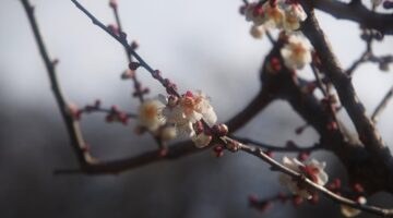 梅の木